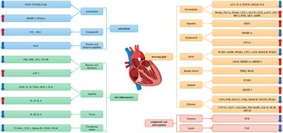 Marine Natural Products and Coronary Artery Disease